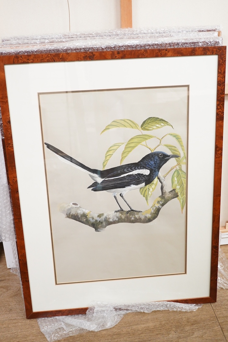 Ong Soo Keat, Ornithological studies, set of eight gouaches, 51 x 35cm